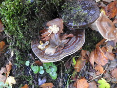 Ischnoderma benzoinum