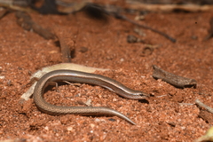 Micro Three-Toed Slider photo 2