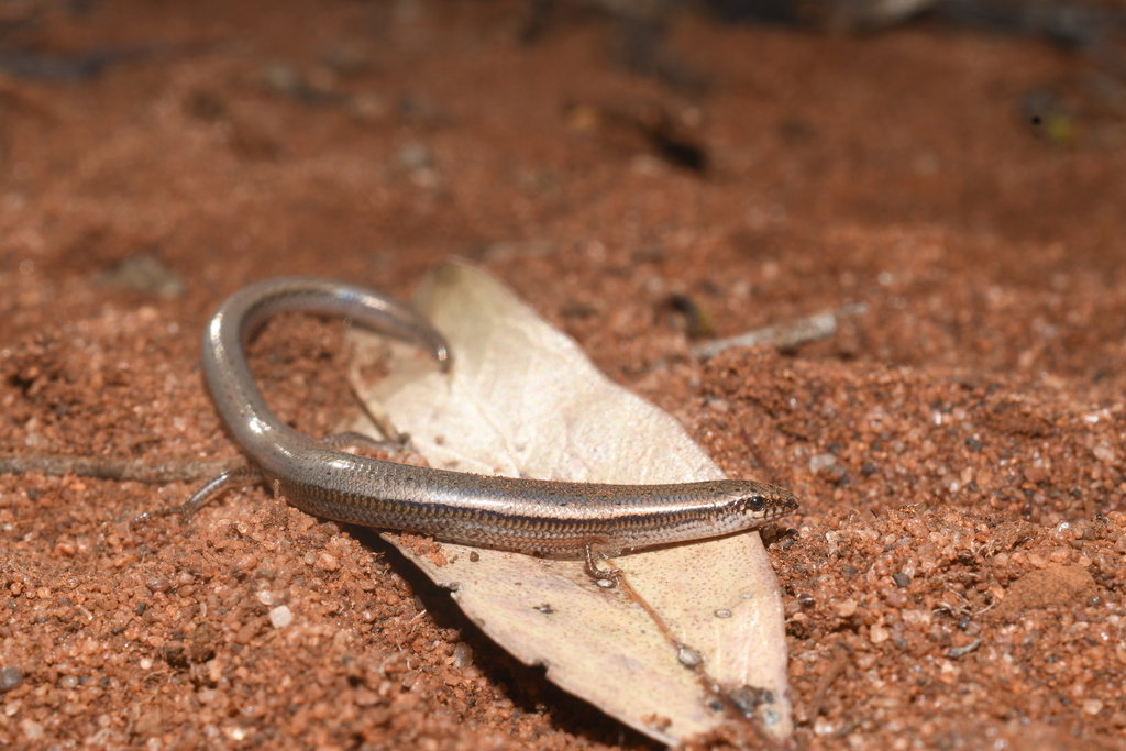 Micro Three-Toed Slider