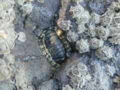 Sypharochiton pelliserpentis