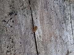 Dicyrtomina