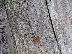 Dicyrtomina