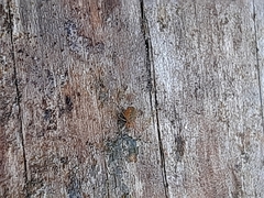 Dicyrtomina