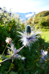 Eryngium alpinum