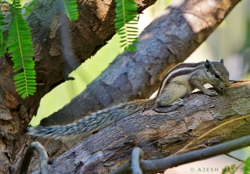 Five-striped Palm Squirrel
