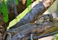Funambulus pennantii