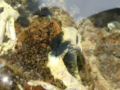 Spirobranchus cariniferus