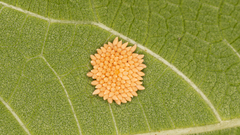 Poneridia semipullata