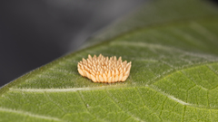 Poneridia semipullata