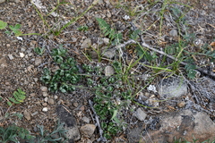 Eritrichium sericeum