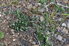Eritrichium sericeum