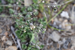 Eritrichium sericeum