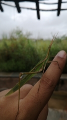 Acrida cinerea
