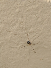 Cosmobunus granarius