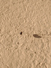 Cosmobunus granarius