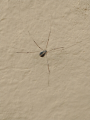 Cosmobunus granarius