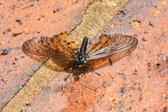 Acraea horta