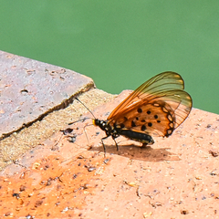 Acraea horta