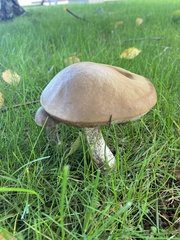 Leccinum scabrum