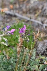 Oxytropis arctica taimyrensis