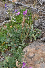 Oxytropis arctica taimyrensis