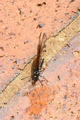 Acraea horta