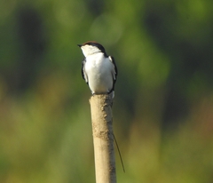 Hirundo smithii
