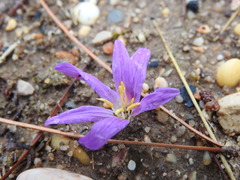 Colchicum filifolium