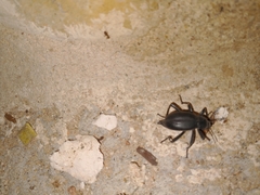 Blaps lusitanica