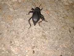 Blaps lusitanica