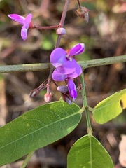 Desmodium paniculatum