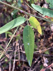 Desmodium paniculatum