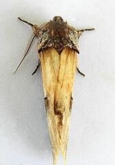Ianassa pallida