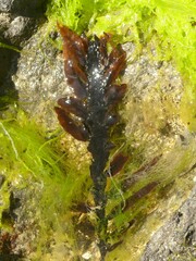 Carpophyllum maschalocarpum