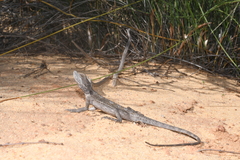 Pogona minor