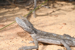 Pogona minor