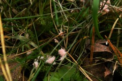 Laetisaria roseipellis