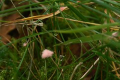 Laetisaria roseipellis