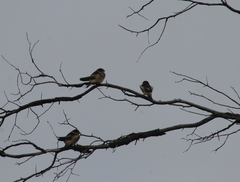 Petrochelidon nigricans