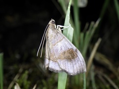 Clupeosoma cinereum