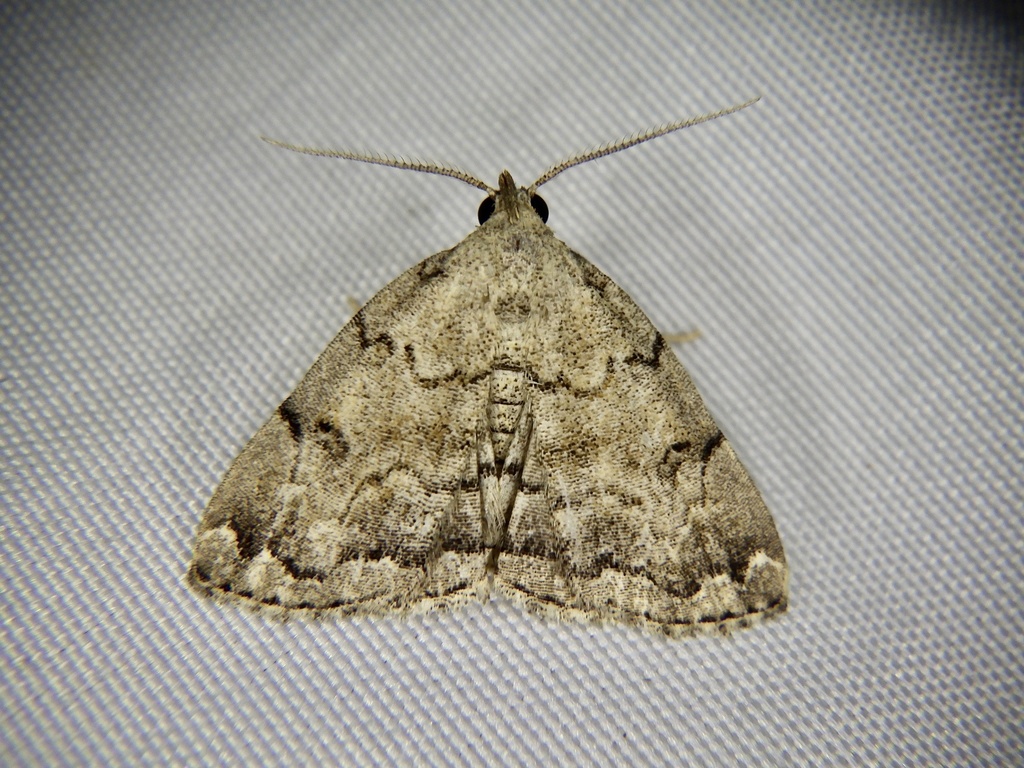 Sinarella aegrota