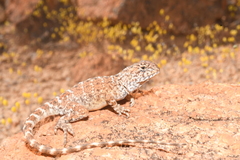 Ctenophorus caudicinctus