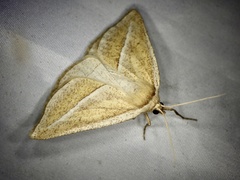 Chariaspilates formosaria