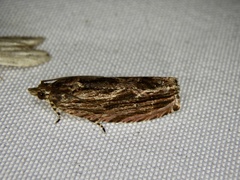 Phaecadophora fimbriata