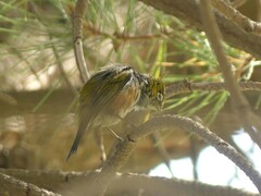 Zosterops lateralis lateralis