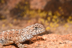 Ctenophorus caudicinctus