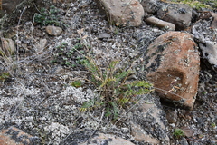 Oxytropis czekanowskii