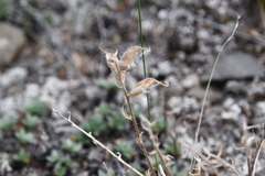 Oxytropis czekanowskii