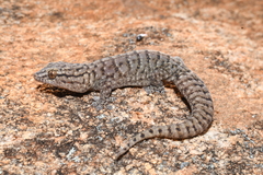 Gehyra variegata