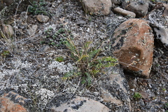 Oxytropis czekanowskii